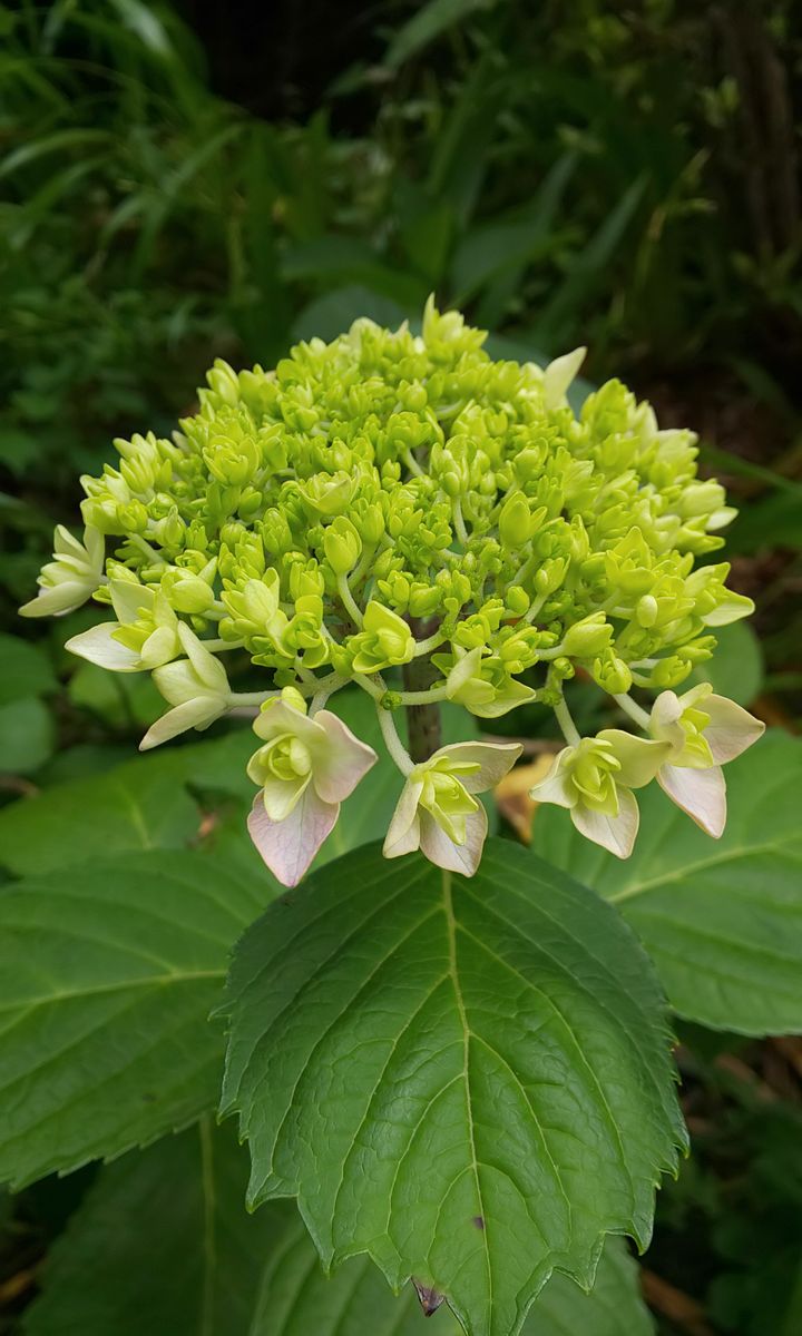 今日のアジサイ ～ 5月27日