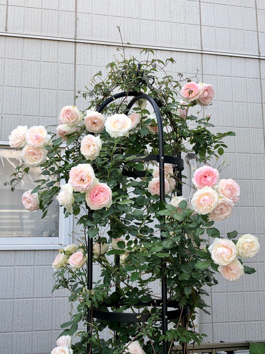 薔薇の花摘み🌹