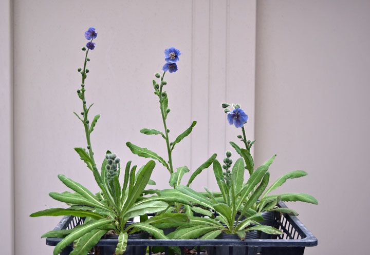 きょうの花　青いケシ