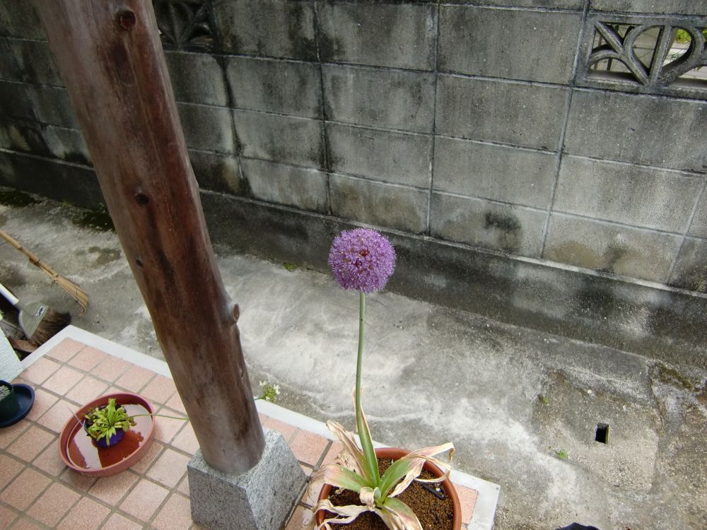 アリウムの花が咲きました