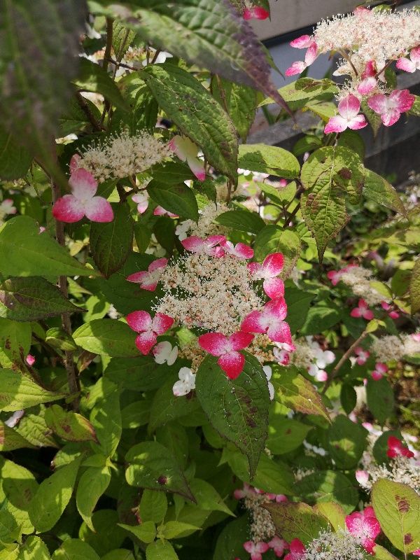 山紫陽花　紅錦