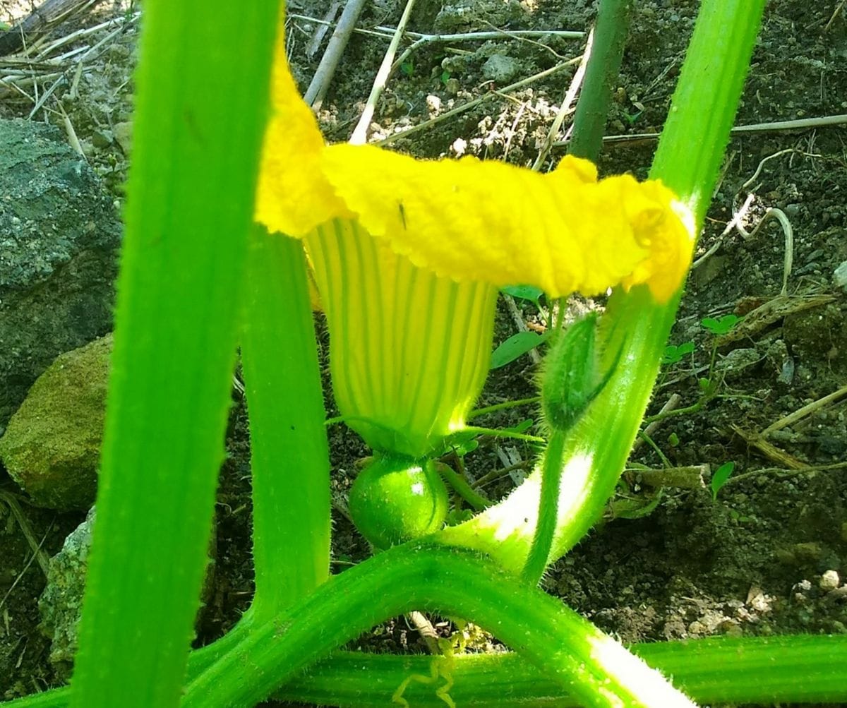 かぼちゃ栽培は楽しいです💚🎵