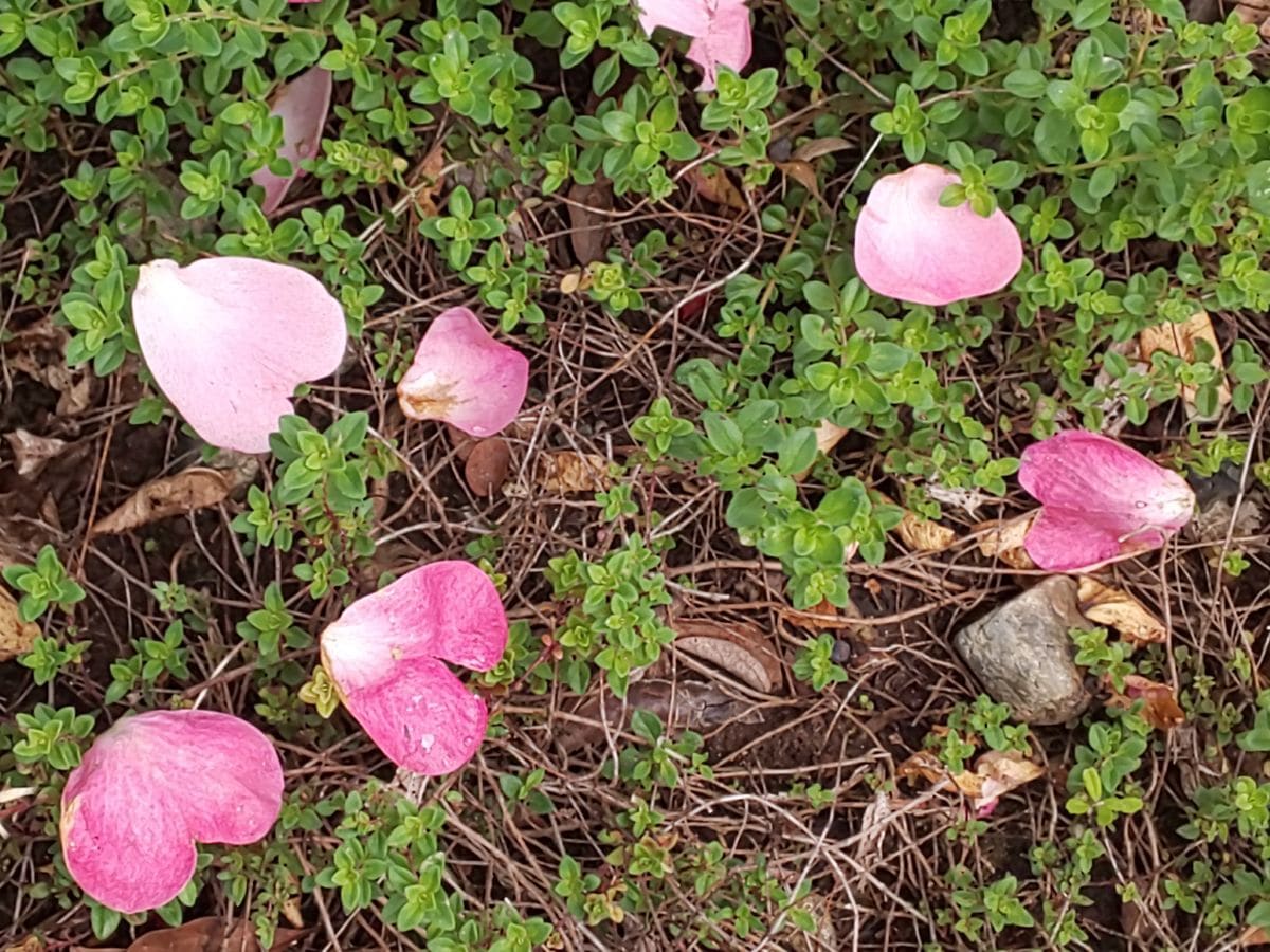 我が家のバラ全員開花💗