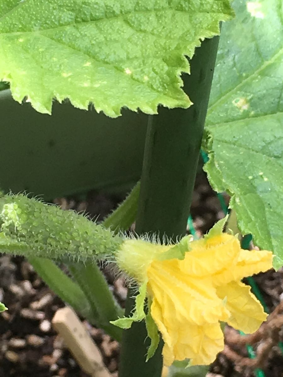 🌼メロンの花が咲きました。