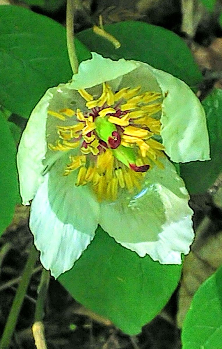 函館山の山芍薬