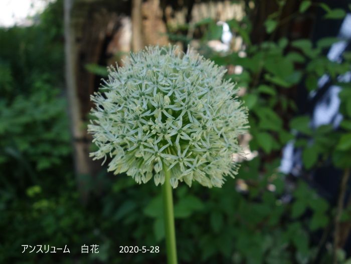 Natural　Garden　私の庭　5/28