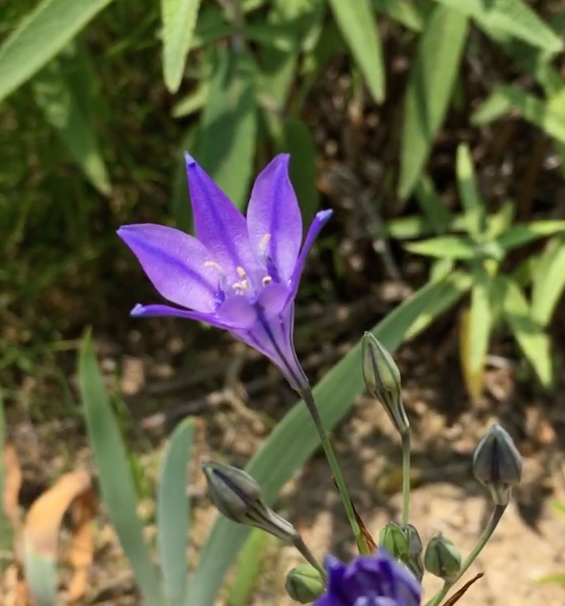 今朝は寒かった