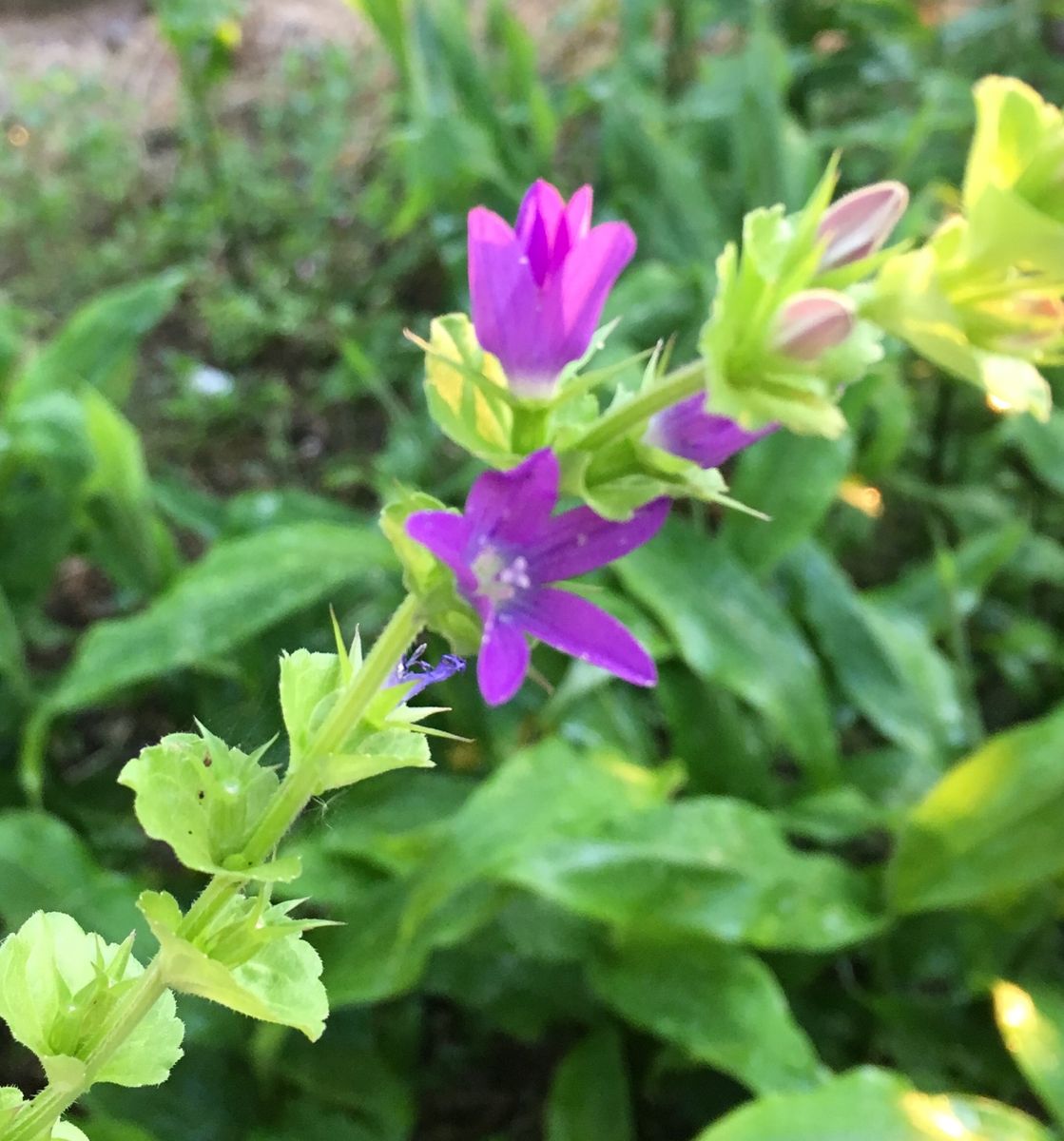 今朝は寒かった