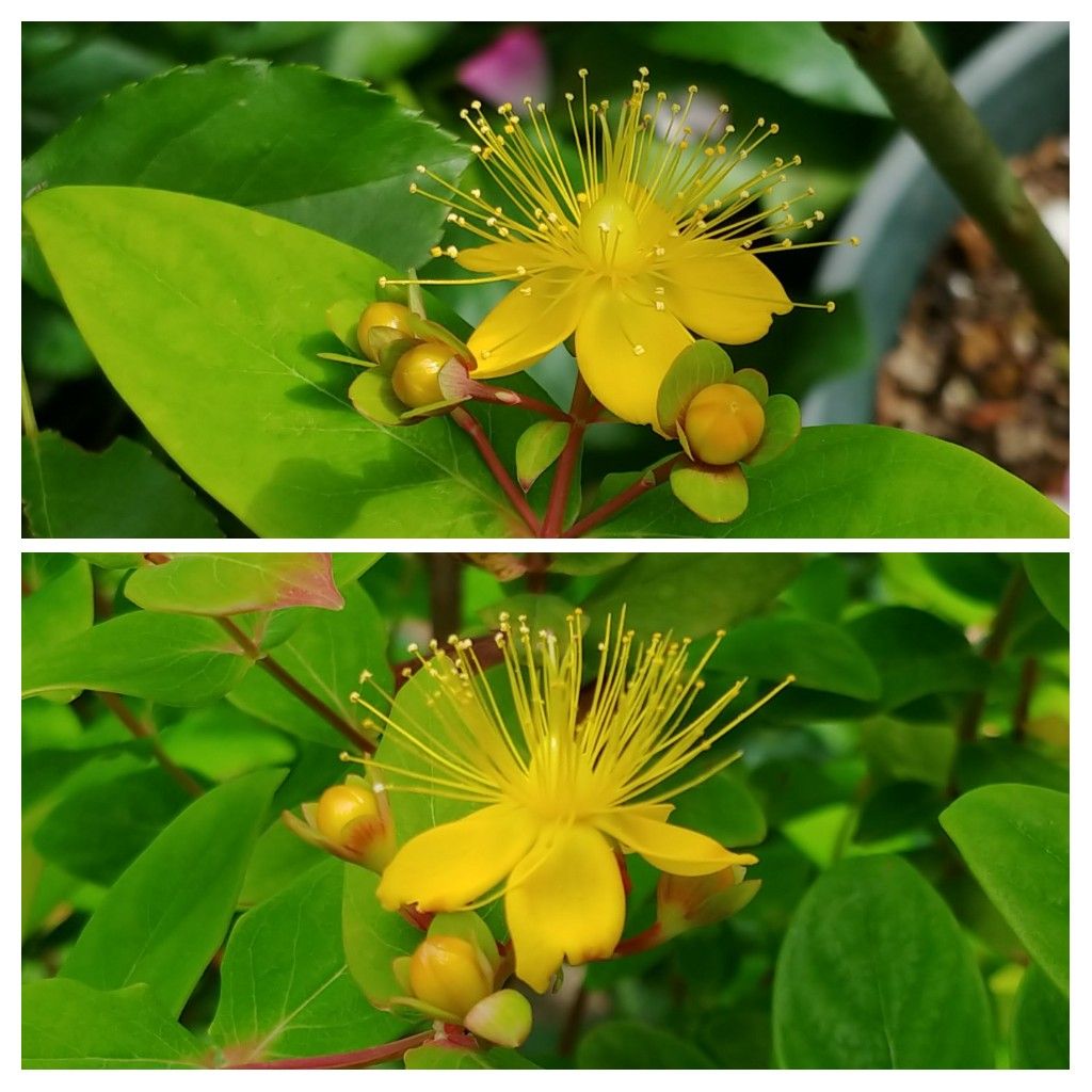 今日の花