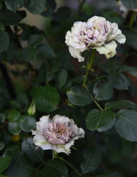 コフレの花は新奇性。