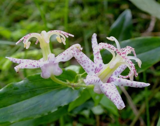 移動中に見つけた花