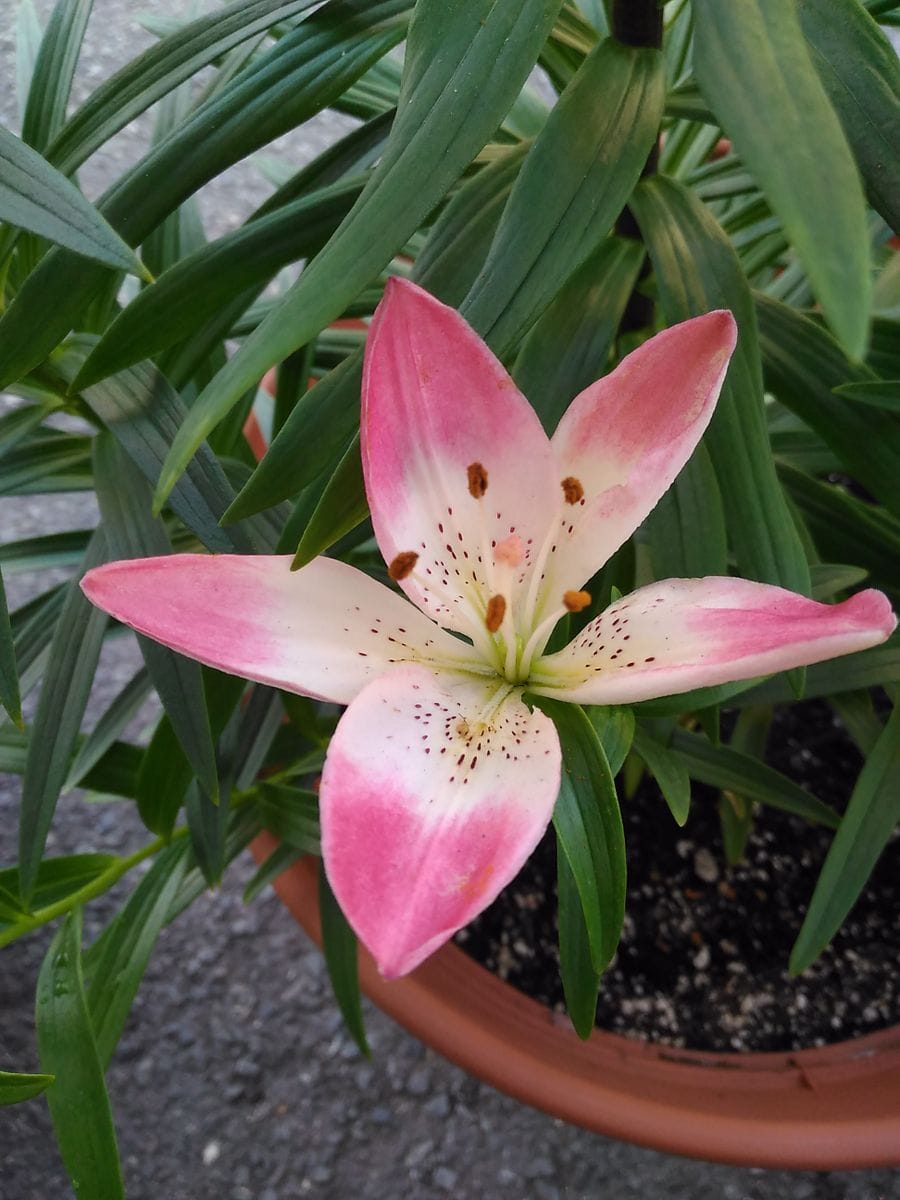 すかしゆり💚開花