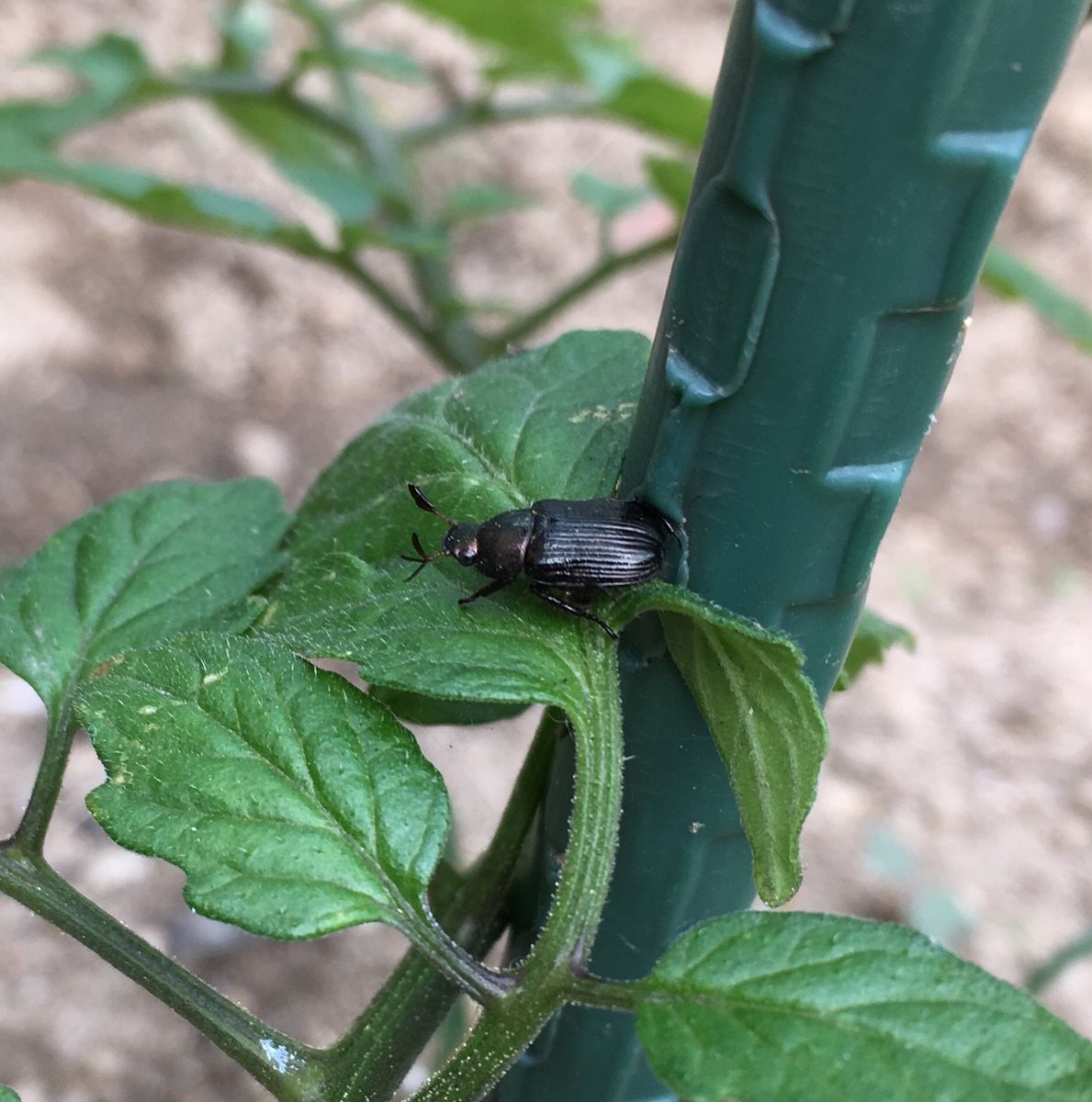 タコじゃないよ（②は虫）