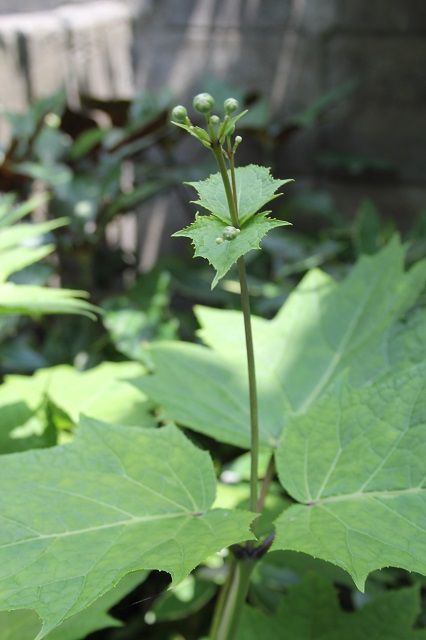 山野草