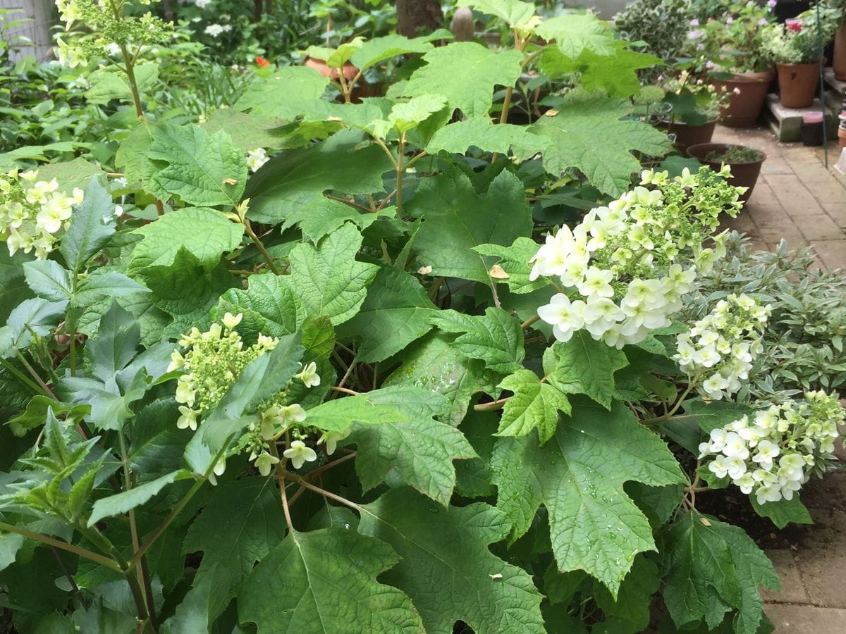 5月下旬小さな庭