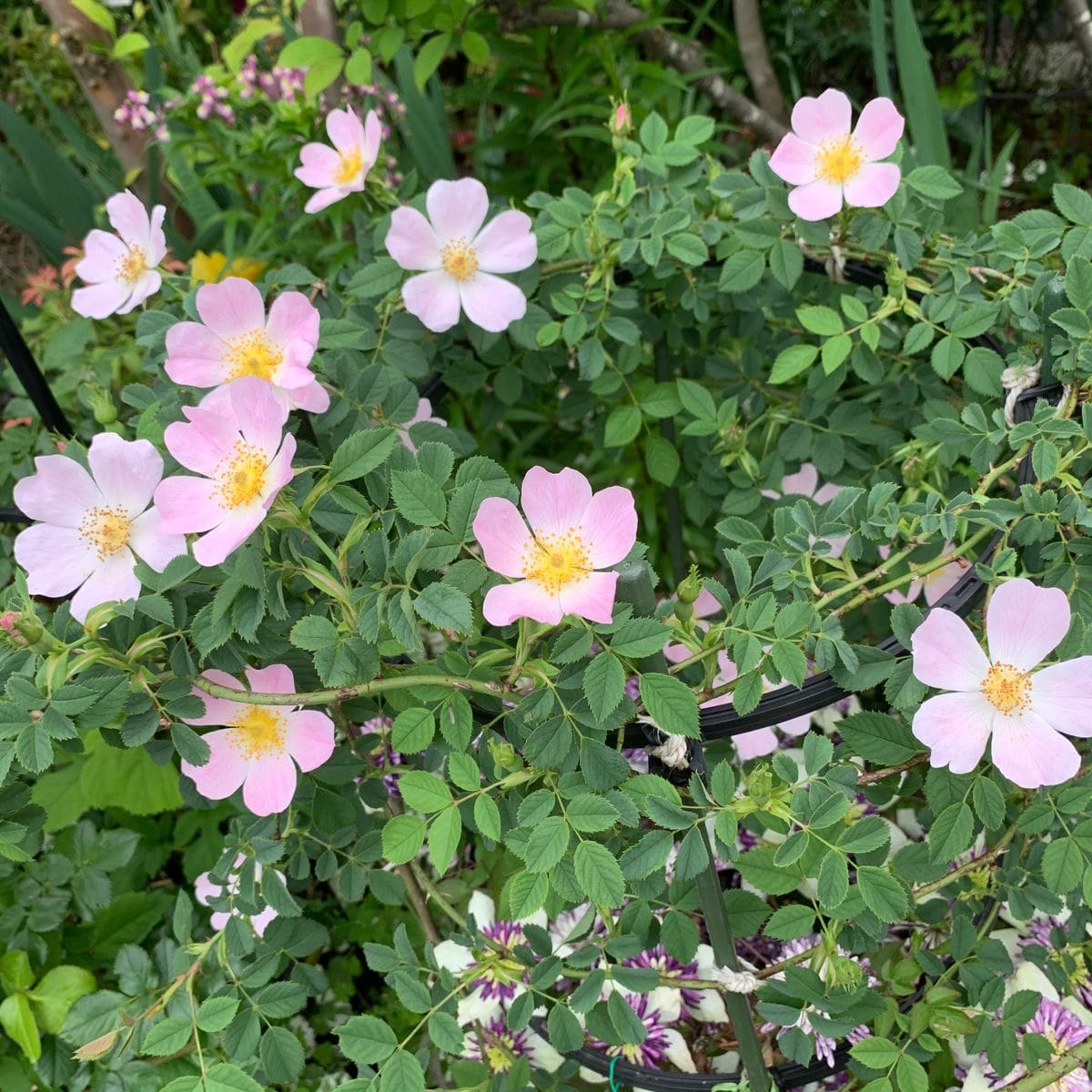 『つるバラ🌹原生種 ロサ・カニナ 』〜鉢植え〜