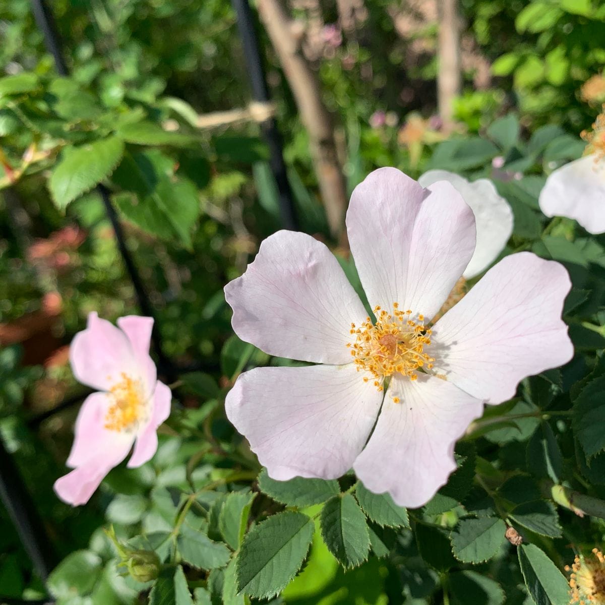 『つるバラ🌹原生種 ロサ・カニナ 』〜鉢植え〜