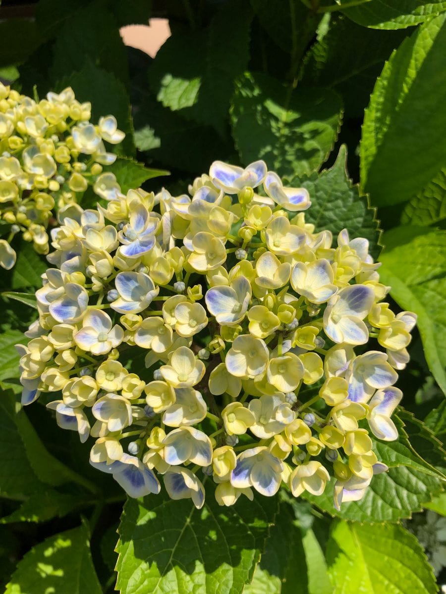 💙紫陽花💙