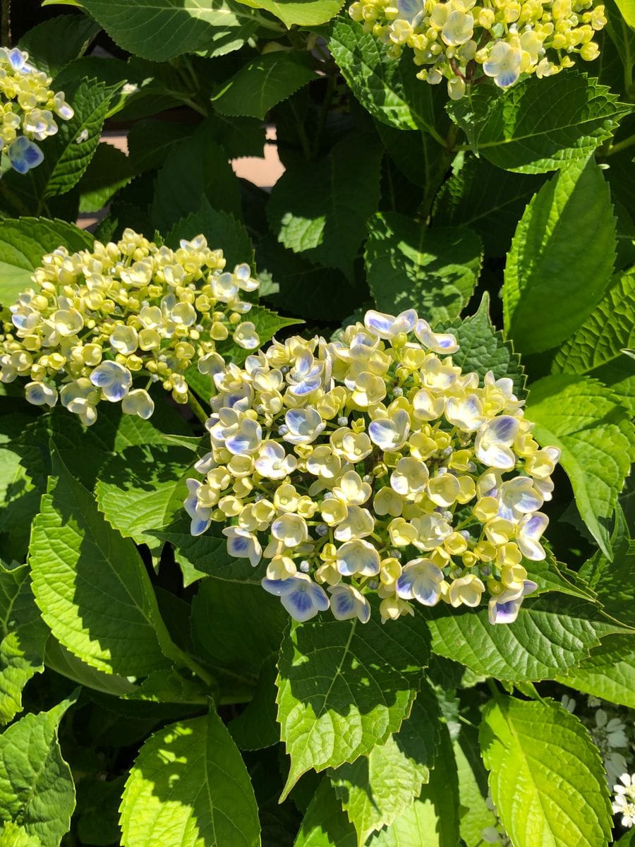 💙紫陽花💙