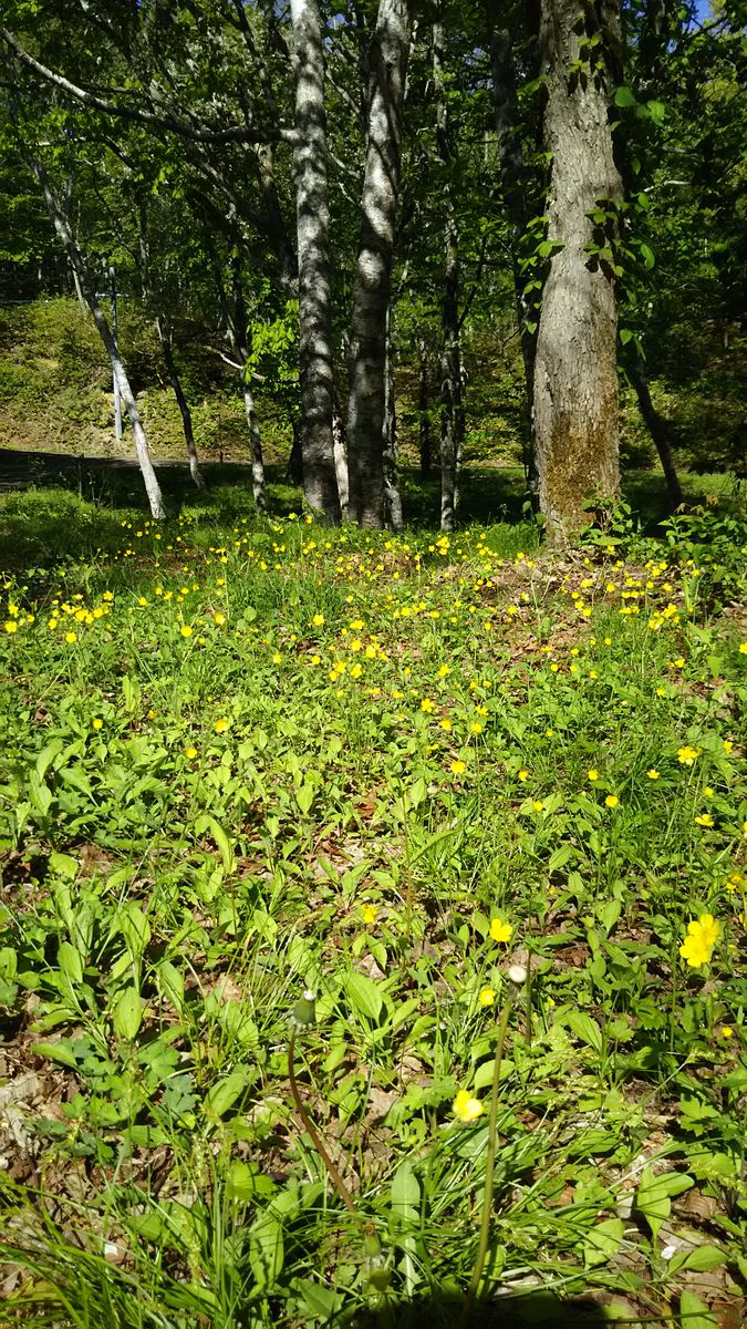 山の方の家周辺散策