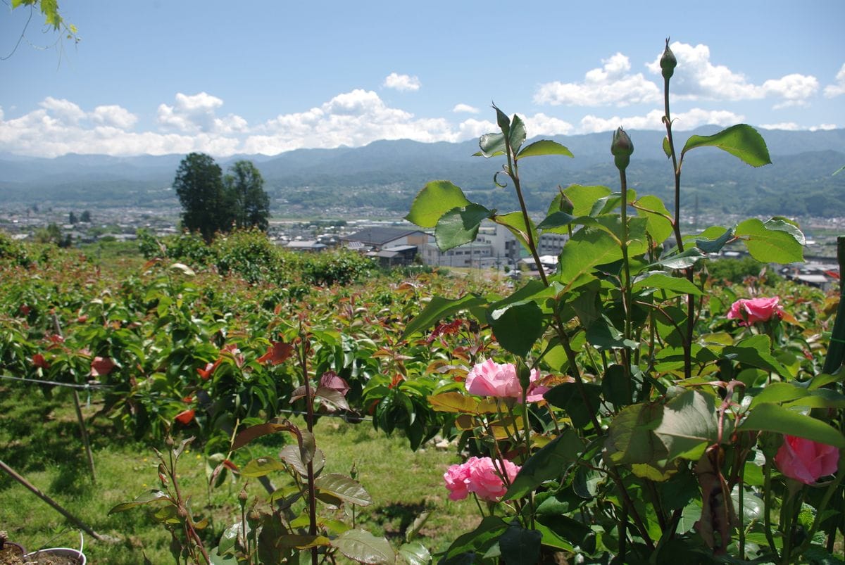 オールドに包まれて～　2020年　薔薇日和