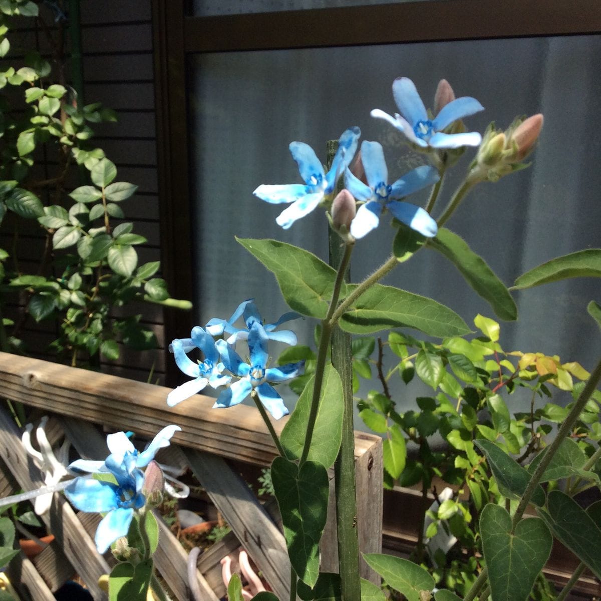 今日の花🎀   初夏の花壇5/29