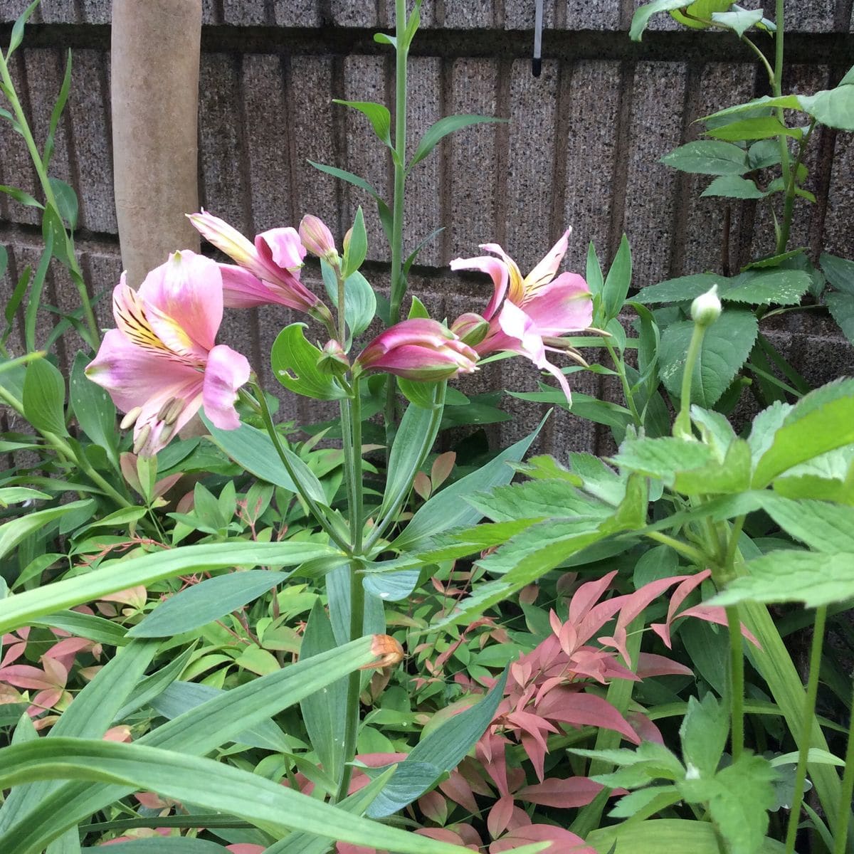 今日の花🎀   初夏の花壇5/29