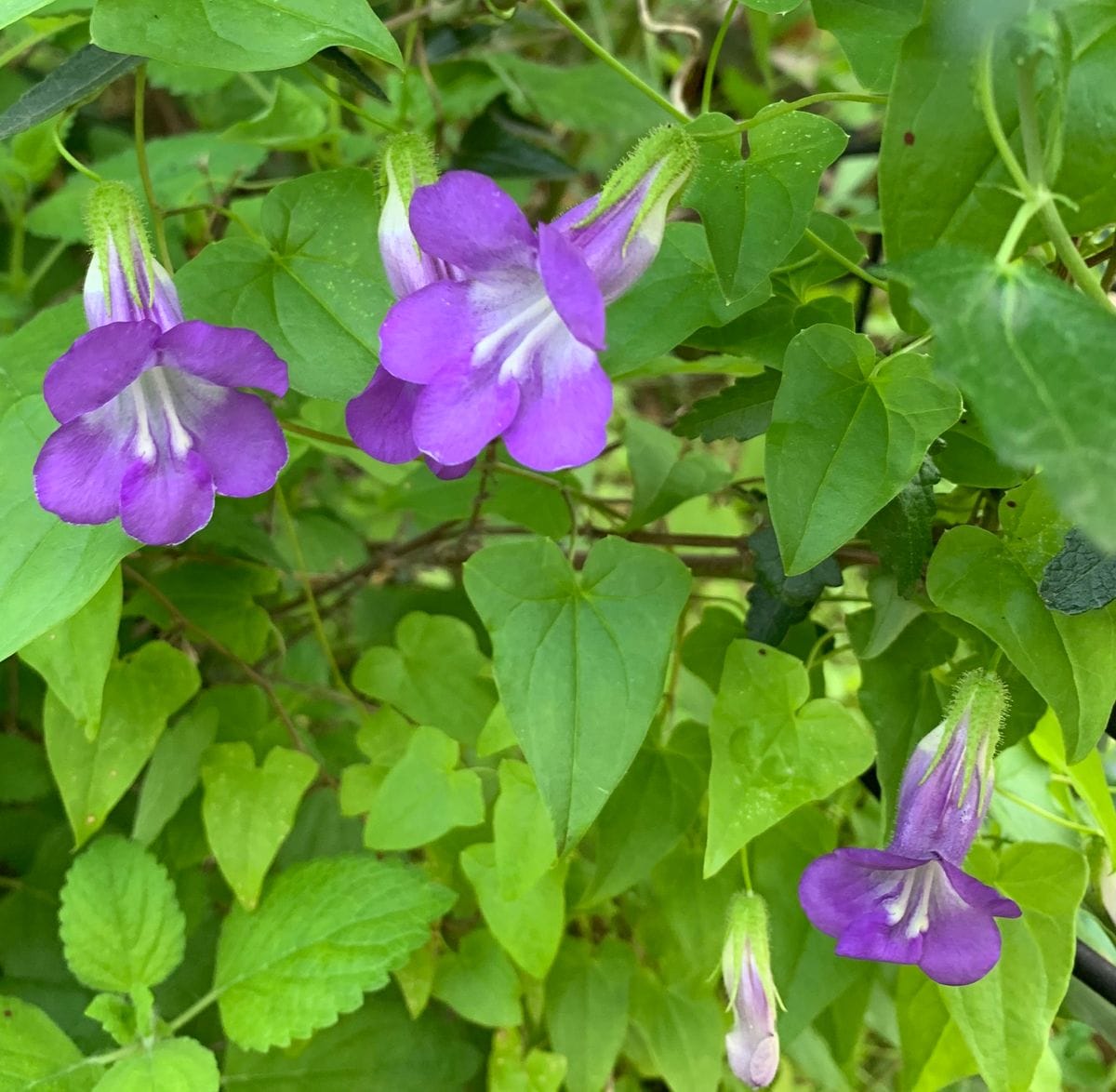 今日の花