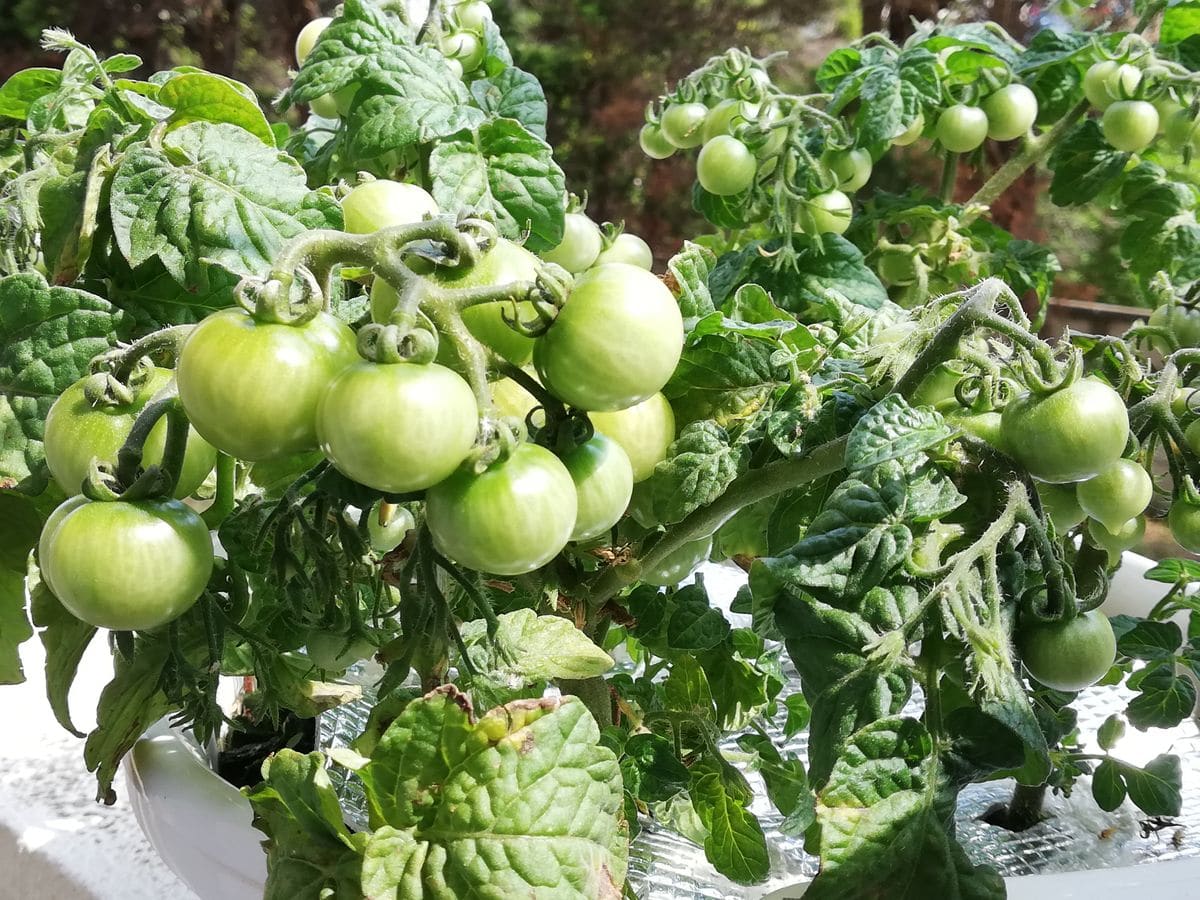 トマト🍅の様子