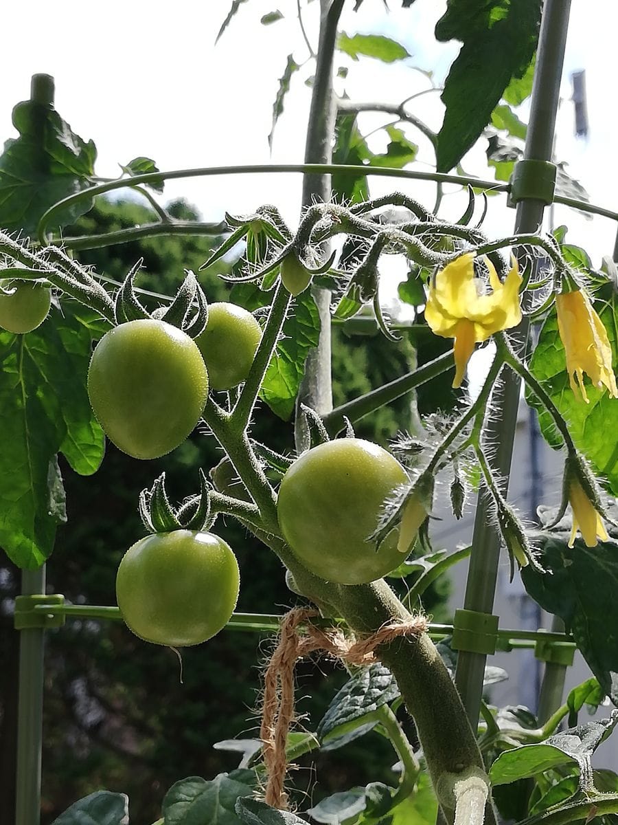 トマト🍅の様子