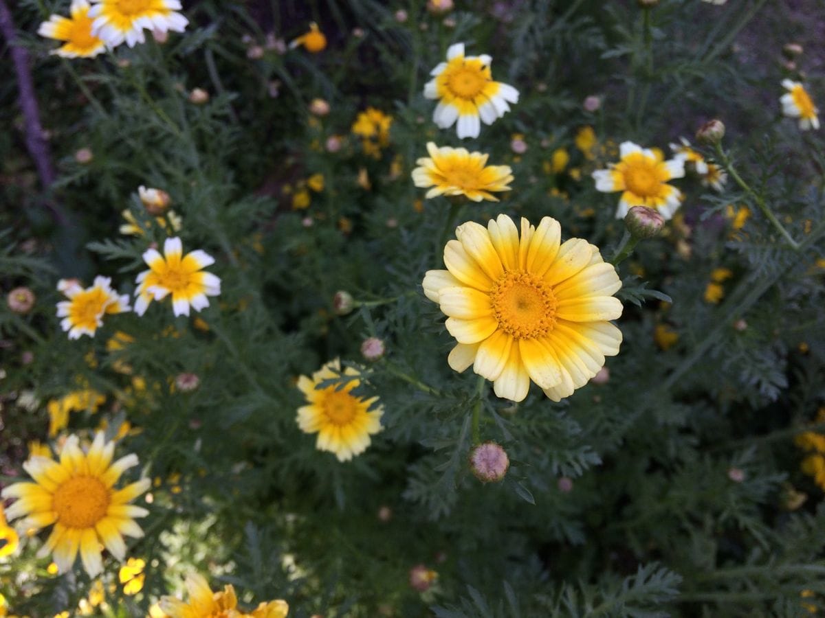 シュンギクの花