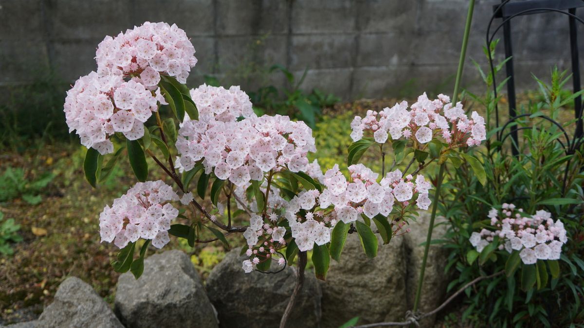 待ってましたのジキタリス