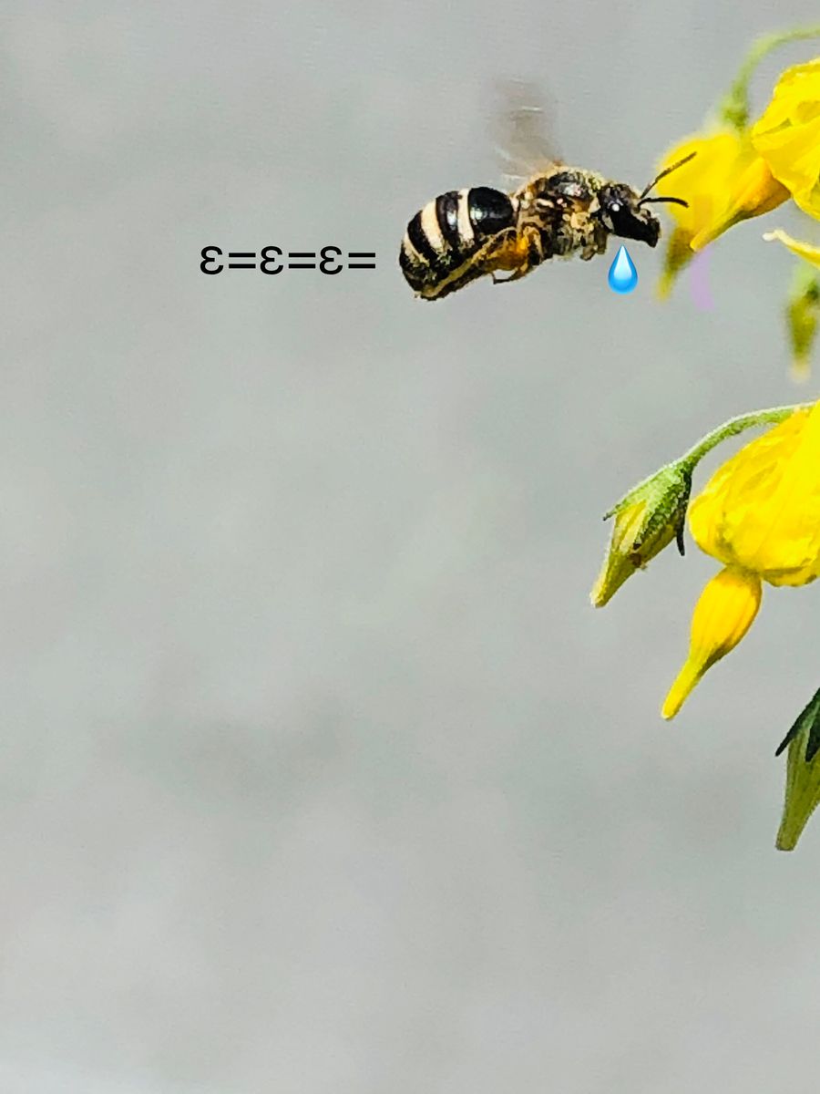 ミツバチ🐝大活躍🎵