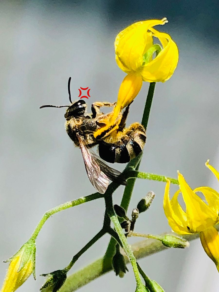 ミツバチ🐝大活躍🎵