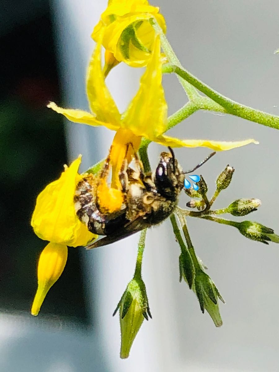 ミツバチ🐝大活躍🎵