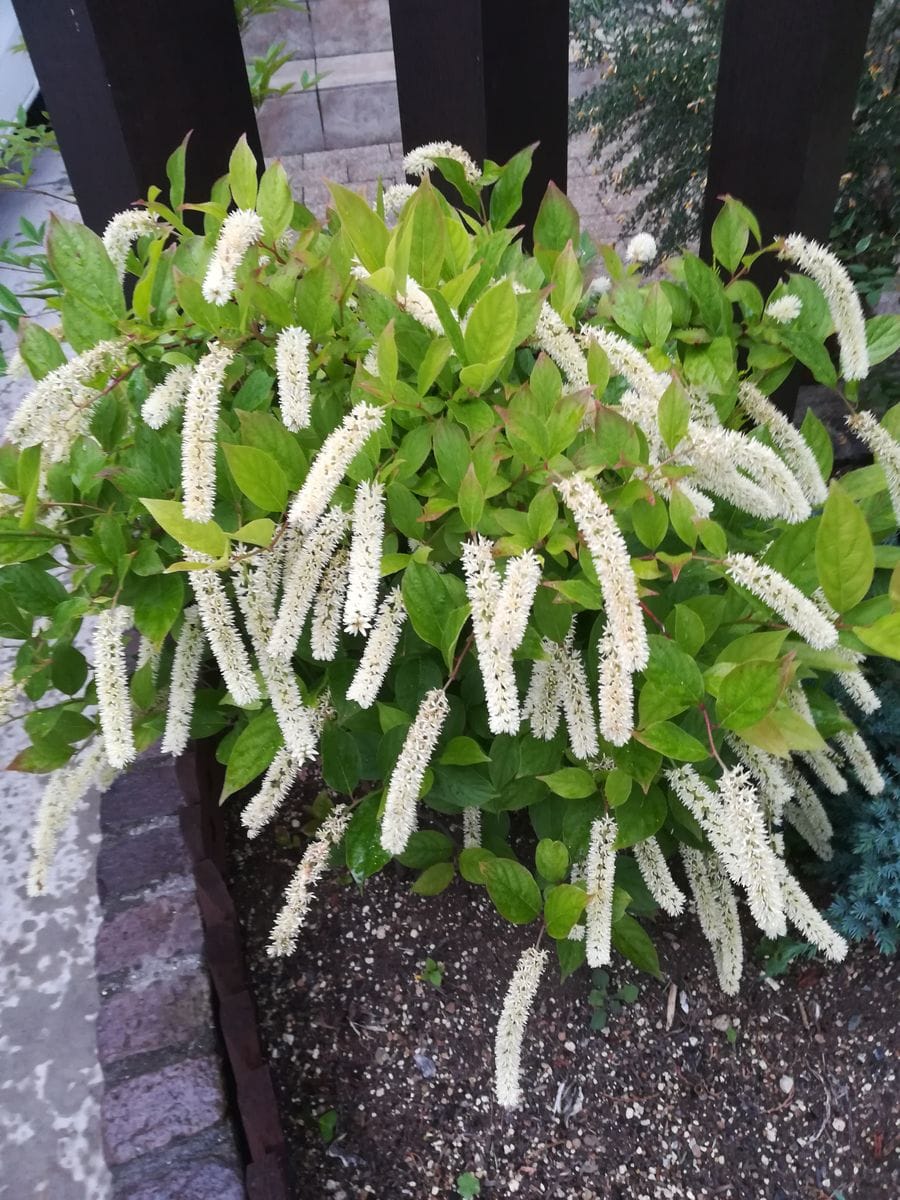 近隣の密な極小の花々