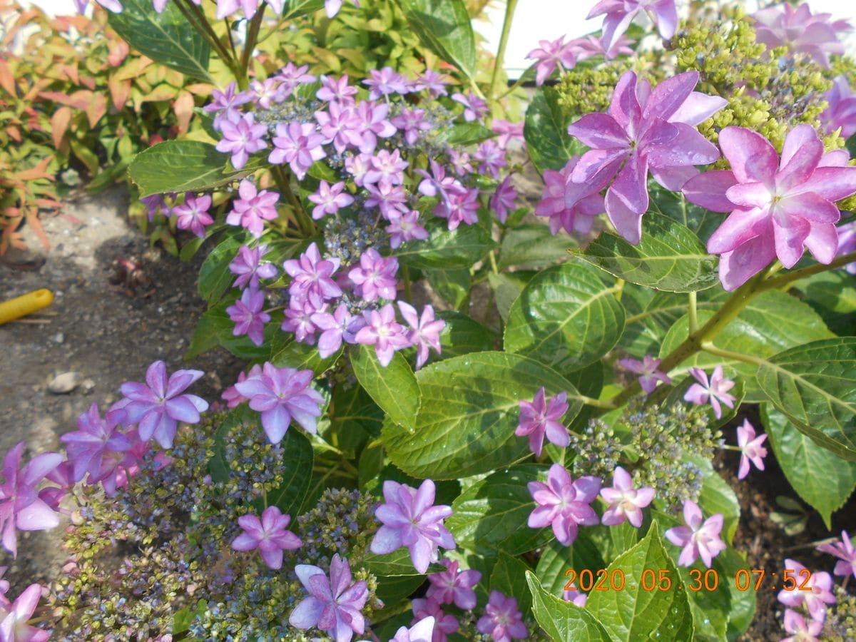 今朝の様子（紫陽花）