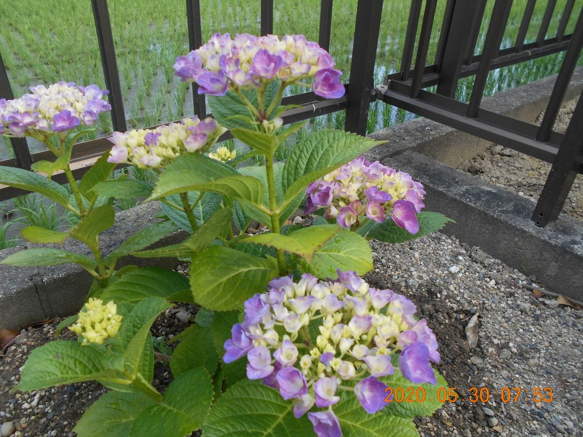 今朝の様子（紫陽花）