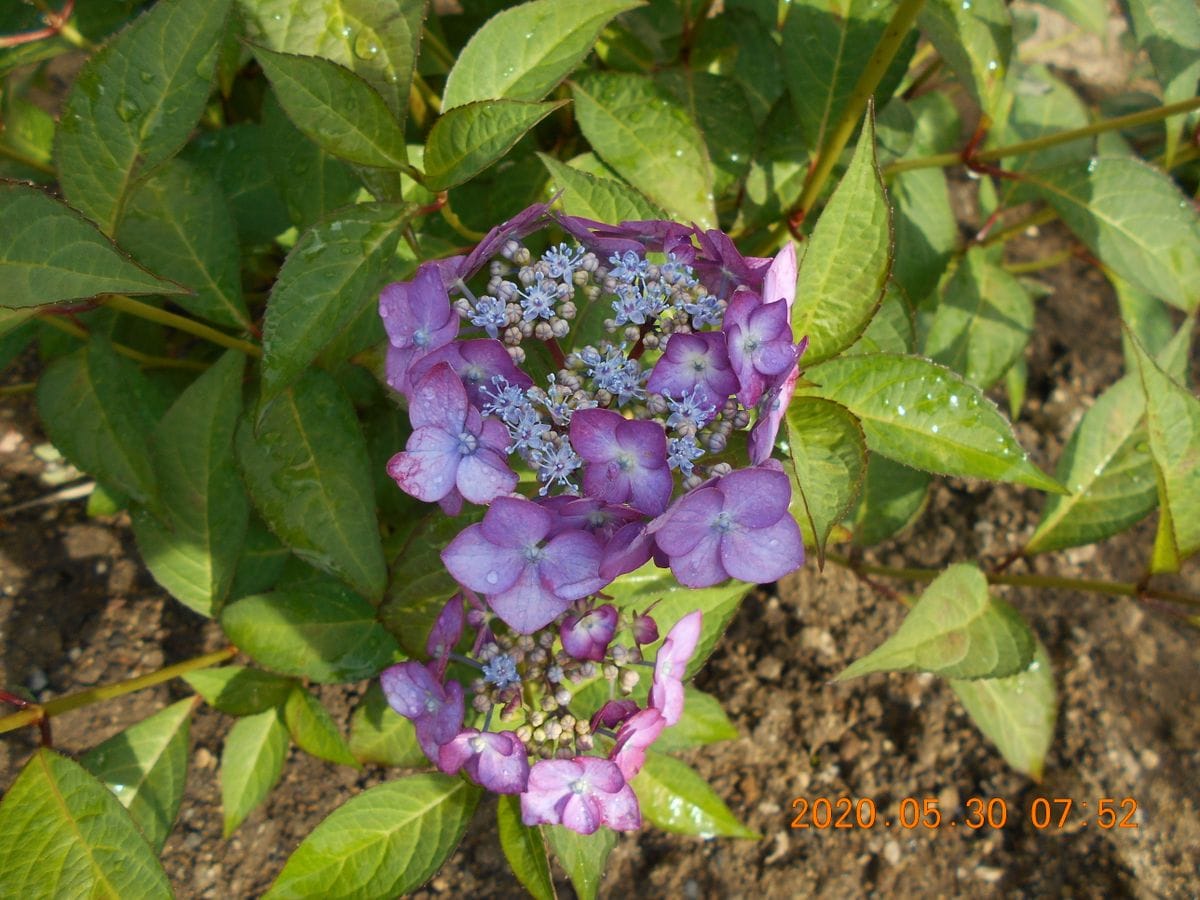 今朝の様子（紫陽花）