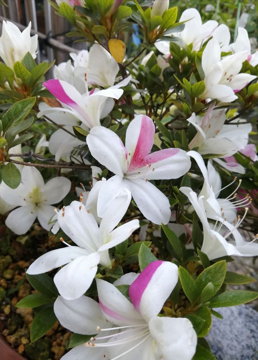 こんにゃく芋の芽が出て来ました！