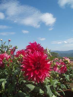 黒姫高原の花々