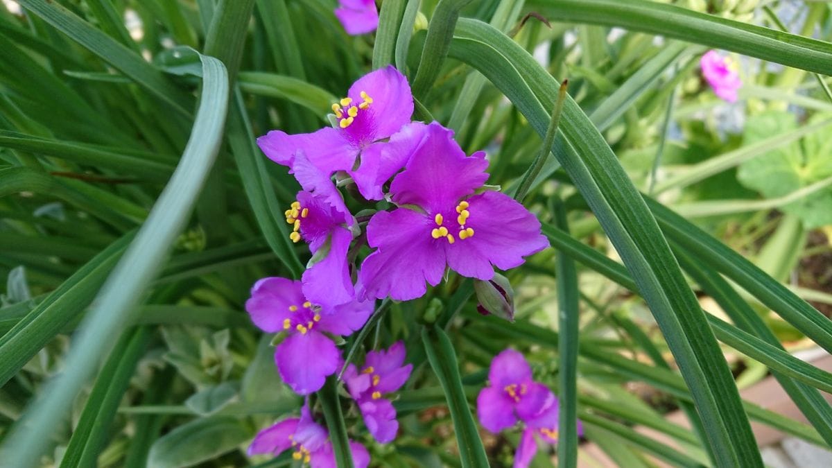 花たちとカエルさん