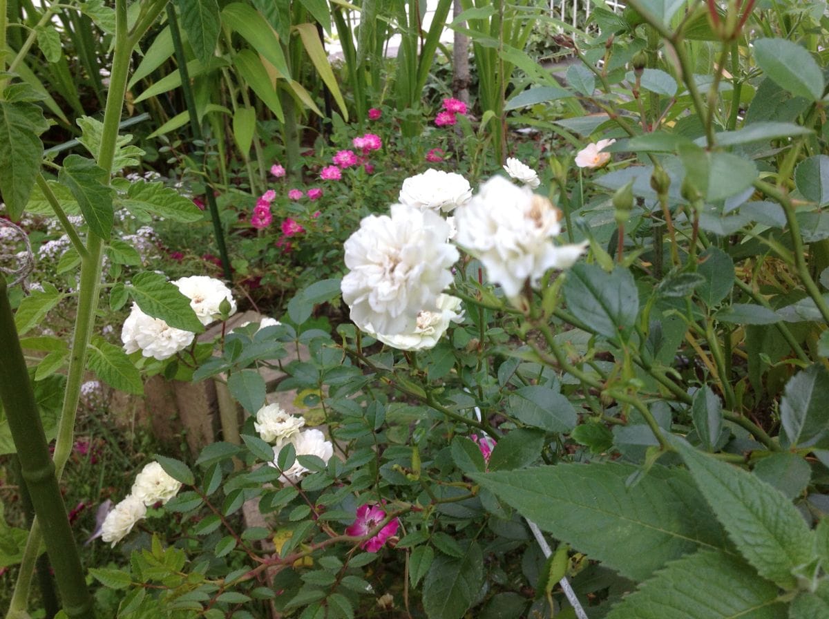 赤と白のミニバラが今年は沢山の花をつけています。