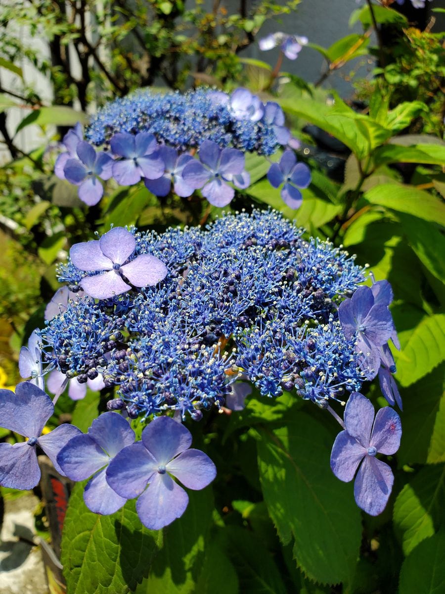 山紫陽花💠シモツケ🌸桔梗💠