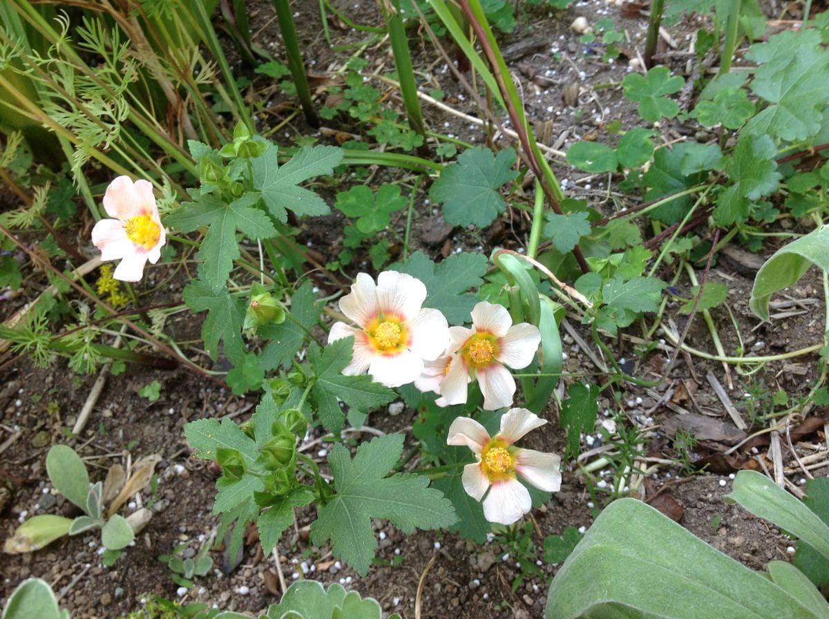 今日の花壇の花