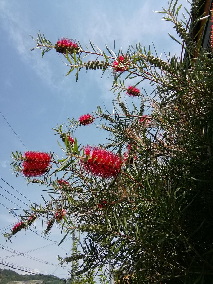 次々と開花