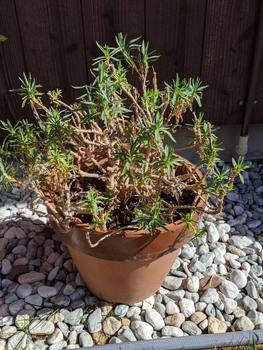 鉢植えのカーネーション