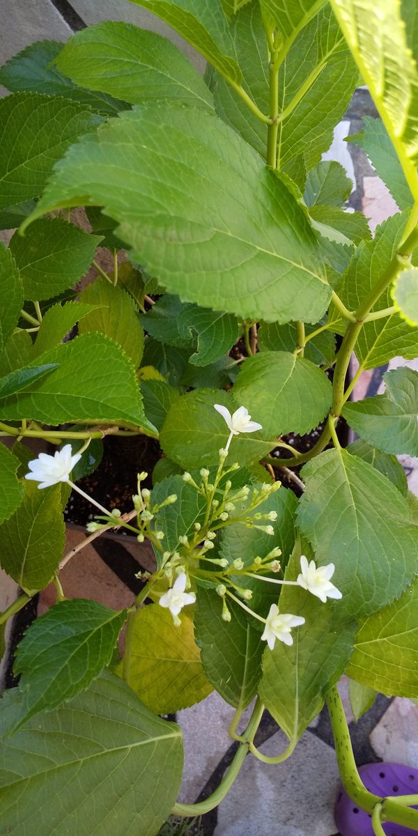 隅田の花火