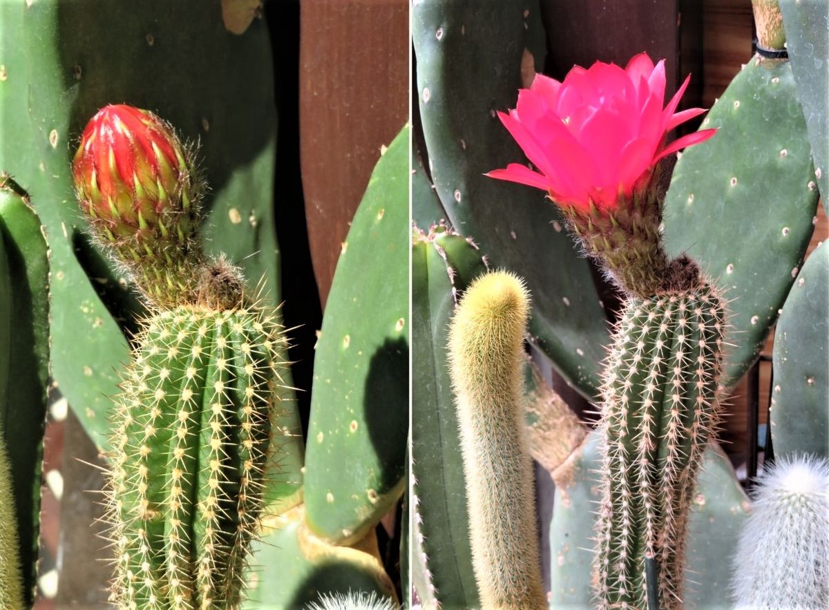 🌵柱サボテンの花🌵