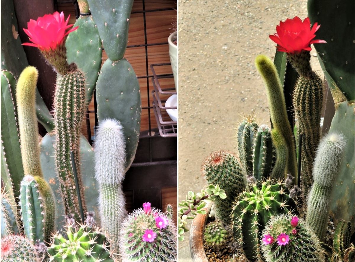 🌵柱サボテンの花🌵